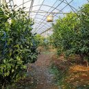 철이농장 이미지