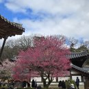 지장 | 🎯 통도사 홍매화(지장매) 후기,10년 만에 다시 찾은 봄의 전령