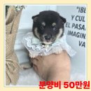 버디독 강아지분양 고양이분양 안심분양센터 광명점 이미지