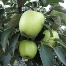 선홍농장 이미지