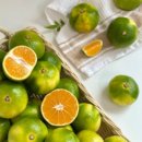 인수농장 | 제주 농장직송 극조생 감귤, 이번 시즌은 대량으로 준비했다