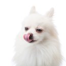 동물병원 HADA 이미지