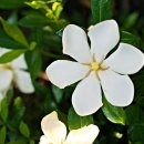 치자로 물들이기 이미지