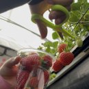 일표농장 | 용인 딸기농장 포레스트벨 딸기체험 무료이벤트 다자녀 이용한 찐 후기