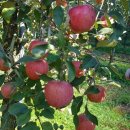 한솔농장 이미지