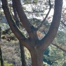 광이김밥 이미지