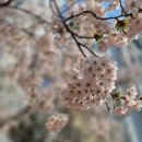 따뜻한우리 | [보드게임모임_슬보동] 벚꽃처럼 터지는 웃음. 따뜻한 우리의 모임 후기