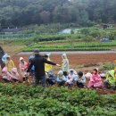 큰다우리발도르프 어린이집 반디 세상으로 '고구마 캐러 가자~^^'(2024.10.18) 이미지