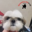 그루밍샵 이미지