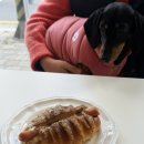 강브레드 | [부산/광안리] 광안리애견동반카페맛집 실내동반가능 원웨이브레드 최소5회이상 또간집 내돈내산 솔직후기