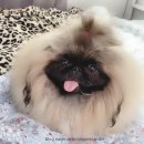 애니원애견미용 이미지