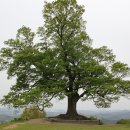 부여 가림선 느티나무 ,천연기념물 지정대상 선정 이미지