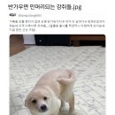 반가우면 민머리 되는 강아지들 이미지