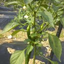 재광농장 이미지