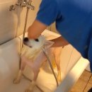 복실이 PC 이미지