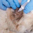 시니어펫 이미지