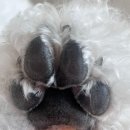 욜랑욜랑 이미지