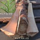 편백나무(Hinoki Cypress)의 이해 이미지