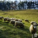 정선양떼목장 이미지