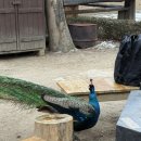 시집못간 돼지 | 남이섬 투어 (ps.시집못간 돼지..)