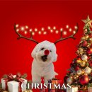 헬로멍뭉 이미지