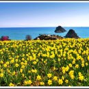 수선화 - 부산진구 연수로 15 | 수선화