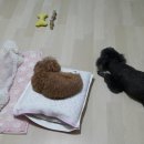 다정하개 이미지