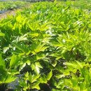 원화농장 이미지