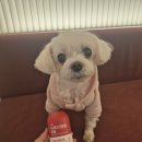 마이펫까까 | 찡꽁이 강아지눈영양제 헬로마이펫 뉴트리댕댕으로 관리해요