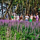 장항체육공원 이미지