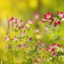 행복한 사람들 이미지