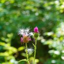 영월의 명소 한반도지형 선돌 요선암 요선정 담다 이미지