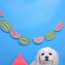 포동이 펫살롱 이미지