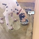 모모몽 애견까페 이미지