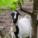 한인농장 이미지