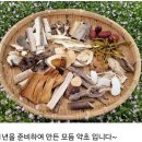 말복날 끓인 오골계 백숙 이미지