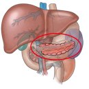 내분비계- 췌장( 인슐린 과 글루카곤)1 췌장과 소화, 인슐린의 기능 이미지