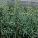 칸데라브라 향나무 [ Juniperus scopulorum 'Candelabra' ] 이미지