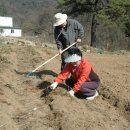 형제농장B 이미지