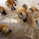 예쁜여우 이미지