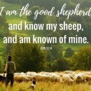 Bible Reading - John 10:11~20 이미지