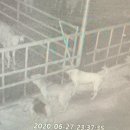 들개농장 이미지