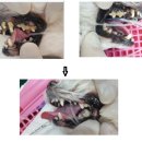 24시프라임동물병원 이미지