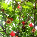 대동농장 이미지