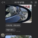 꼰띠고애견펜션1 이미지