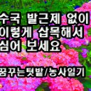 수국 발근제 없이 이렇게 삽목해서 심어 보세요 이미지