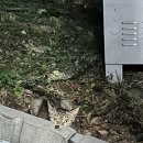 멜로디아펜션