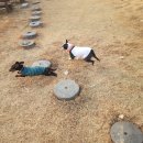 미스리햄버거 이미지