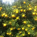 해덕농장 이미지