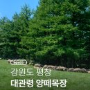 복목장 | [대관령양떼목장]강원도 평창 가볼만한 곳 예약 입장료 주차 영업시간 건초주기체험 매점 내돈내산